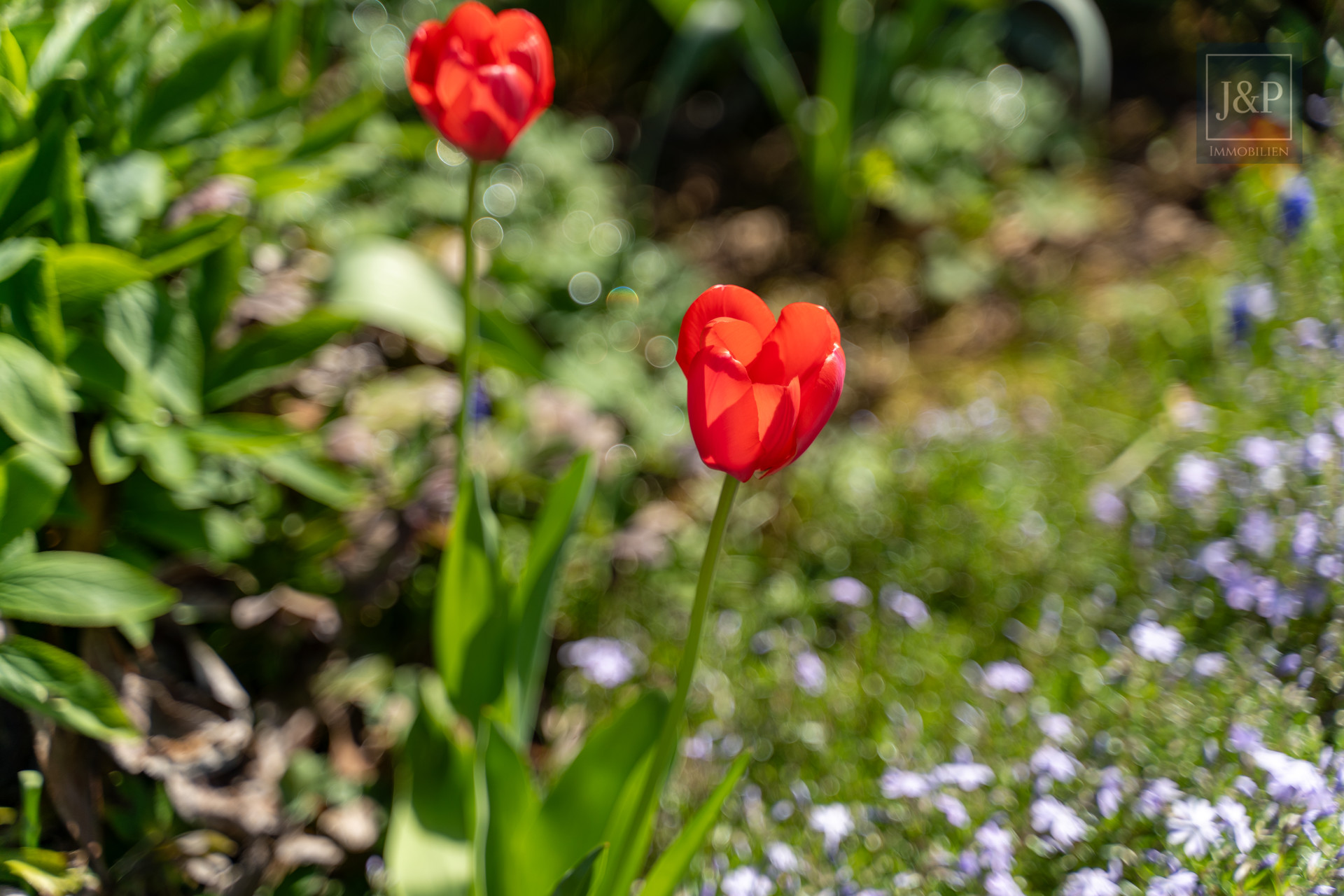 Ein Zuhause für Generationen – modernisiertes Mehrfamilienhaus in zentraler Lage von Bruchköbel! - Garten